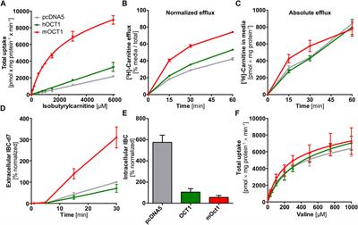 Isobutyrylcarnitine as a Biomarker of OCT1 Activity and Interspecies Differences in its Membrane Transport